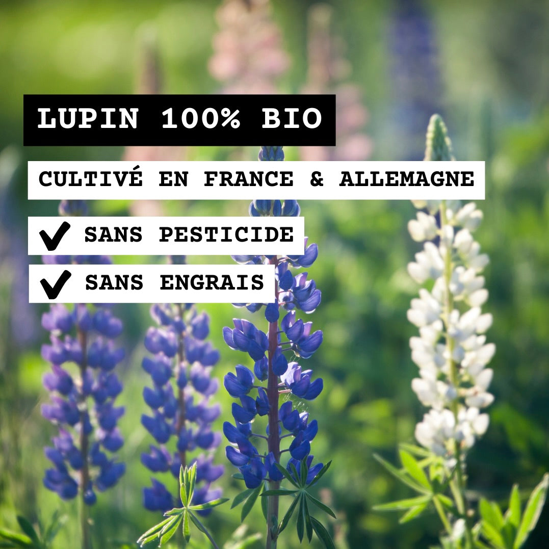 Fleur de lupin sans pesticide et engrais